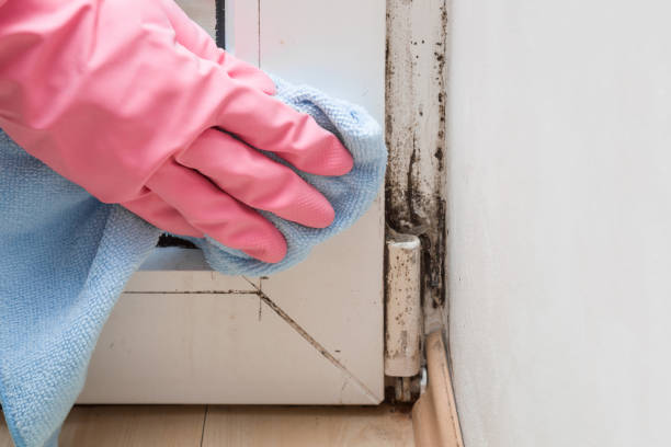 Trusted Hanna City, IL Mold Removal Experts